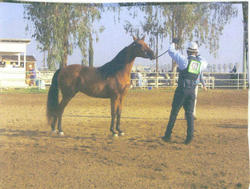 /images/savanna01_250x189.jpg